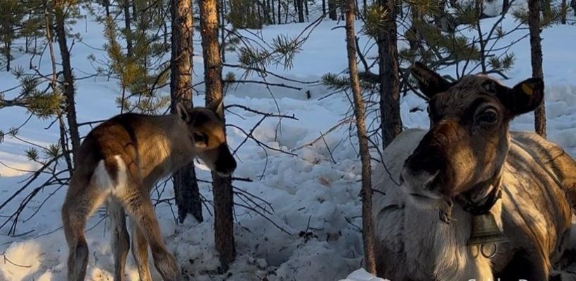 К новорожденному олененку Ленину Амуровичу из Якутска едут ученые из Санкт-Петербурга