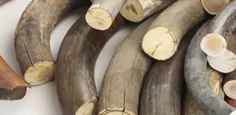 В Якутии ветеринарного врача обвиняют в 13 эпизодах взяток