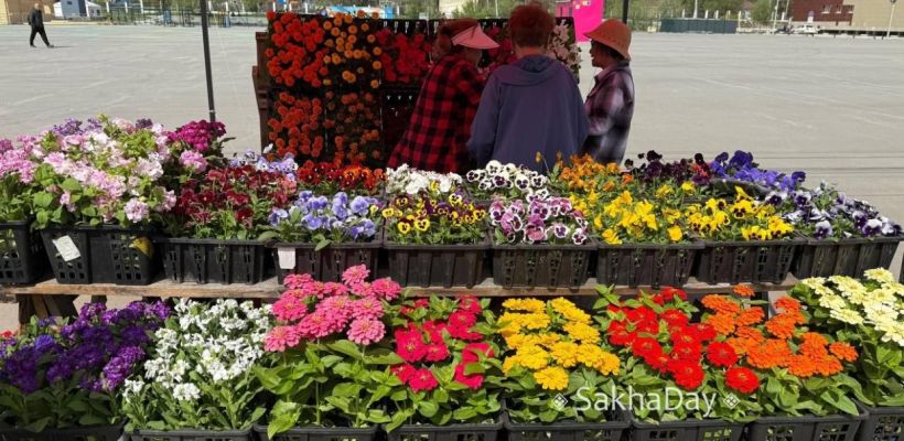 В Якутске родители школьников возмущены «цветочными» поборами