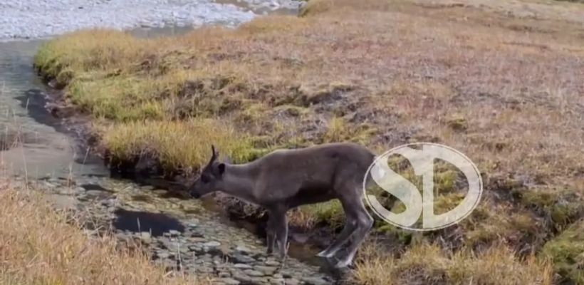 В Якутии для работы в оленеводческих хозяйствах приглашаются подростки