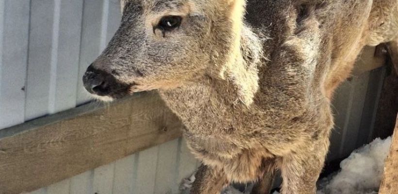 Раненого детеныша косули направят в пункт передержки Намского улуса