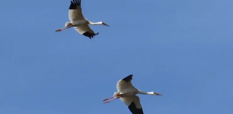 Станция кольцевания птиц появится в Якутии при поддержке Нордголд и «Доброты Севера»