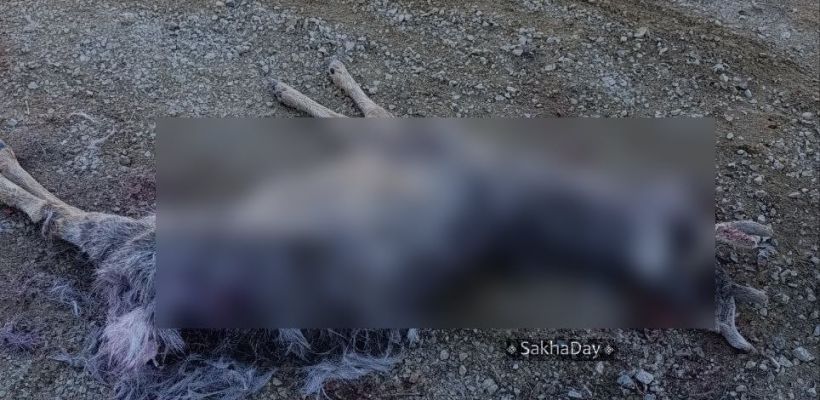 Фотофакт: Косулю, забежавшую в Якутск, загрызли собаки