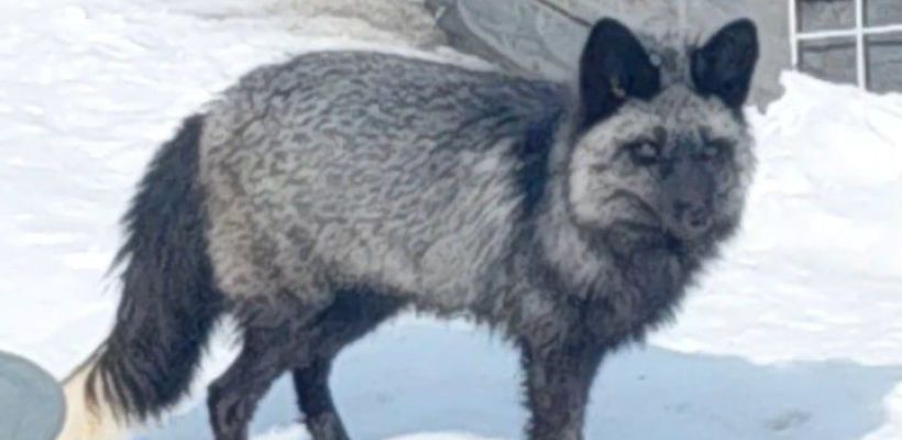 Фотофакт: лис во дворе в Пригородном оказался питомцем из мини-зоопарка и кинозвездой