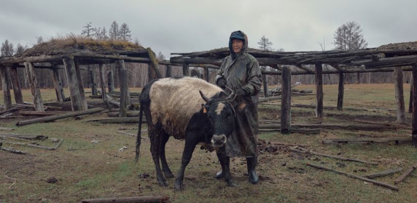 Фоторепортаж Славы Лю-фа о якутских коровах был показан на выставке в Тбилиси