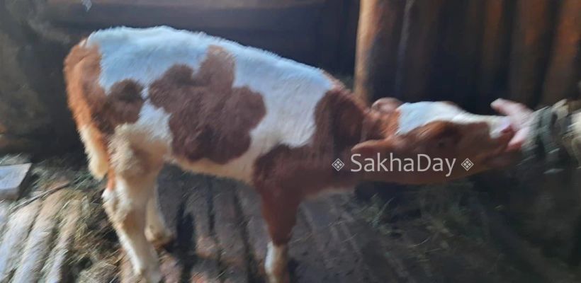 Фотофакт: В Верхоянском районе родился теленок с цветком на боку