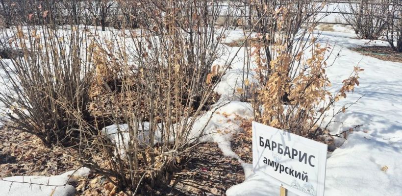 В Ботаническом саду СВФУ начинается продажа саженцев деревьев и кустарников