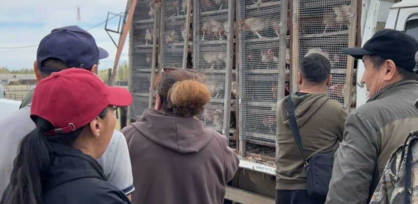 Якутяне стали покупать больше кур-несушек из-за высокой стоимости яиц