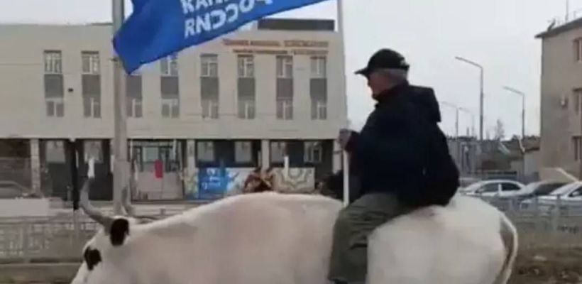 В Якутии «единороссы» участвовали в параде Победы на кастрированном бычке