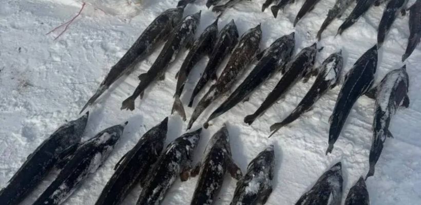 В Якутии за вылов осетров на 118 млн рублей будут судить жителя Нижнеколымского района