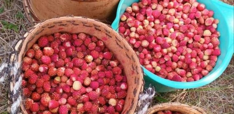 Созрела ли земляника в Амгинском улусе?