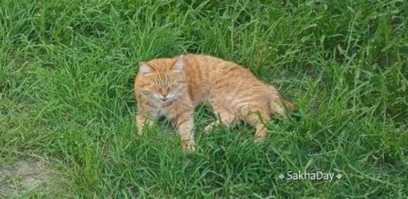 "Где Мартиша?": В Якутске у пожилой женщины пропала кошка после конфликта с соседкой