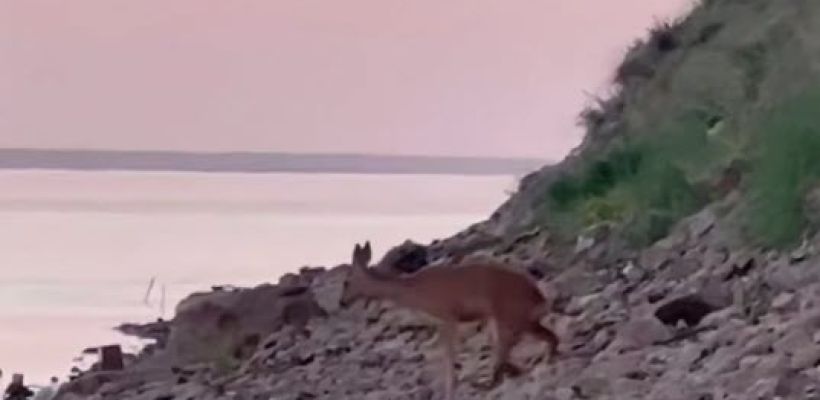 Минэкологии Якутии проверяет сообщение о раненой косуле на Табагинском мысе