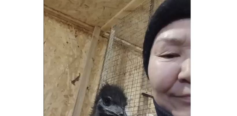 Как в Немюгюнцы занесло страусов эму?