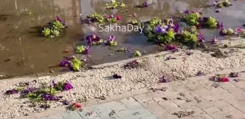 В Якутске очевидцы видели, что цветы на Ф. Попова вырывала пьяная женщина