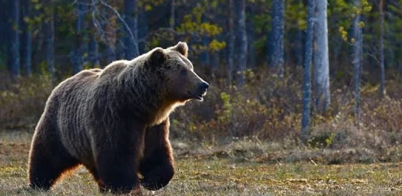В Нерюнгринском районе пожарные спасли семью, застрявшую в лесу неподалёку от медведя
