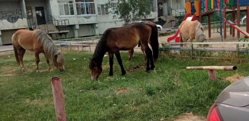 «Штрафстоянка» для лошадей в Якутске пустует