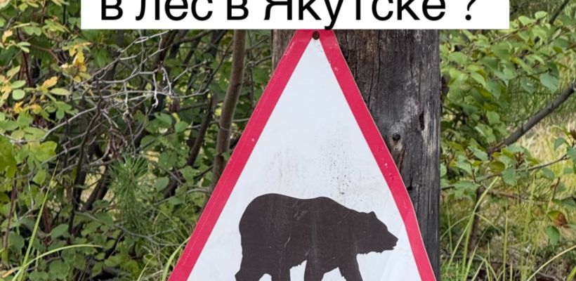 «Даже возле Якутска в лес съездить уже страшно»: горожанка рассказала о тревоге из-за медведей