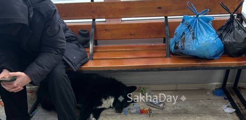 В приюте в Якутске содержится более 300 беспризорных собак