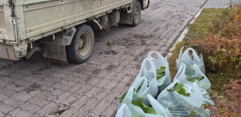 30 кг табака собрал якутянин на площади Орджоникидзе