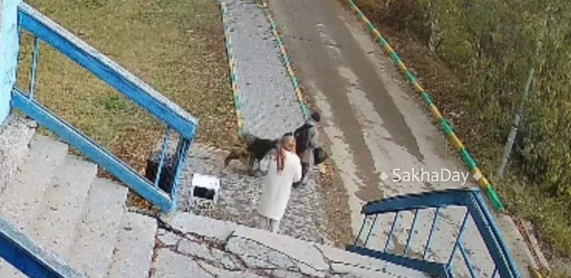 В Якутске собака искусала ребенка