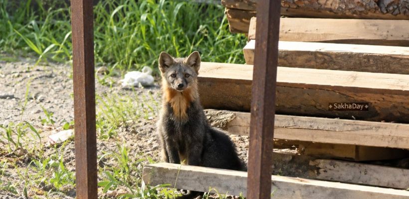 В Якутск забрел соболь — живой символ города