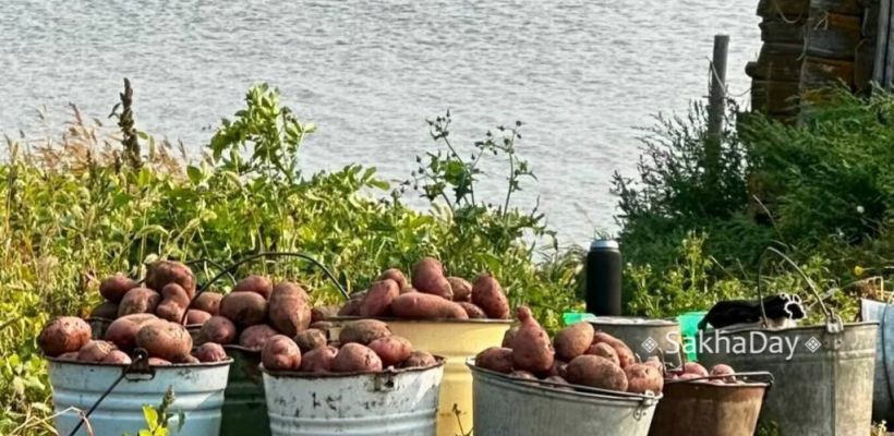 «Не будет картошки и рабочих мест»: Фермерам Якутии урезают субсидии