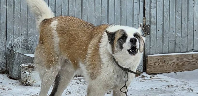 «Тогда пиши пропало!». На отлов безнадзорных собак в Якутии в 2027 году не предусмотрели ни копейки.