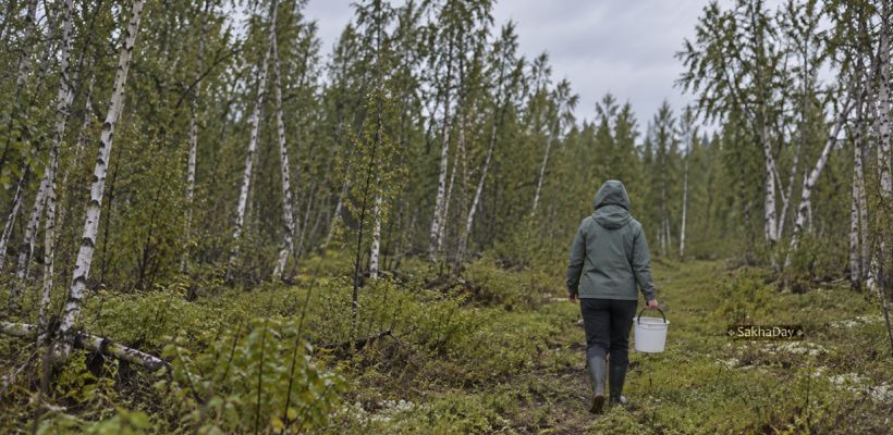 Люди могут заблудиться там, где бывали тысячи раз»: истории потерявшихся в якутских лесах