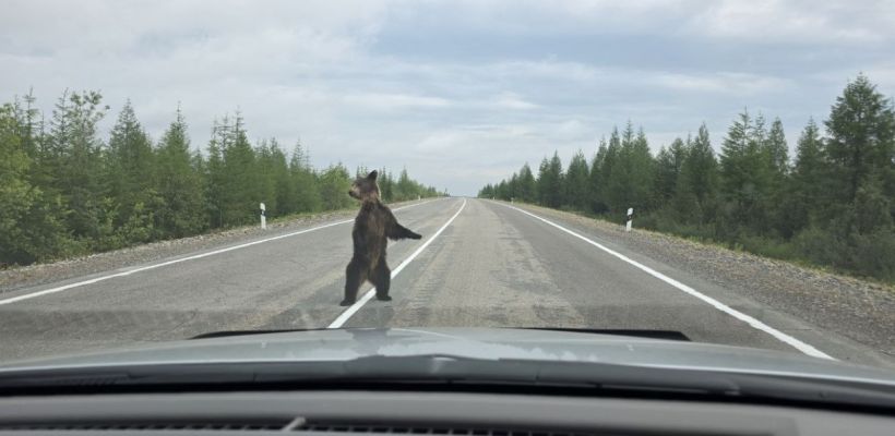 Самые злобные медведи обитают на юге Якутии — в районах Нерюнгри и Алдана