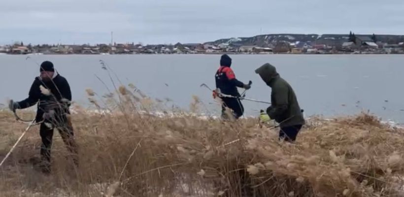 Шумел камыш. Город массово вышел на борьбу с камышом. Зачем?