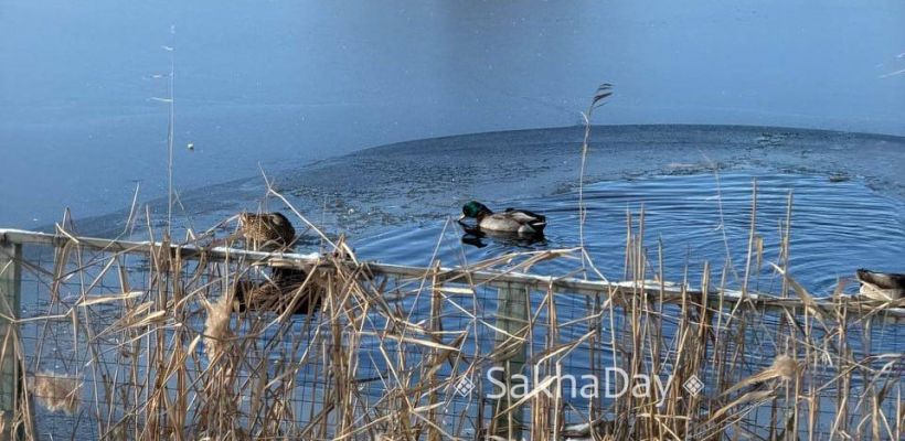 Минэкологии Якутии заявило, что не имеет полномочий разрешать отлов уток в Якутске