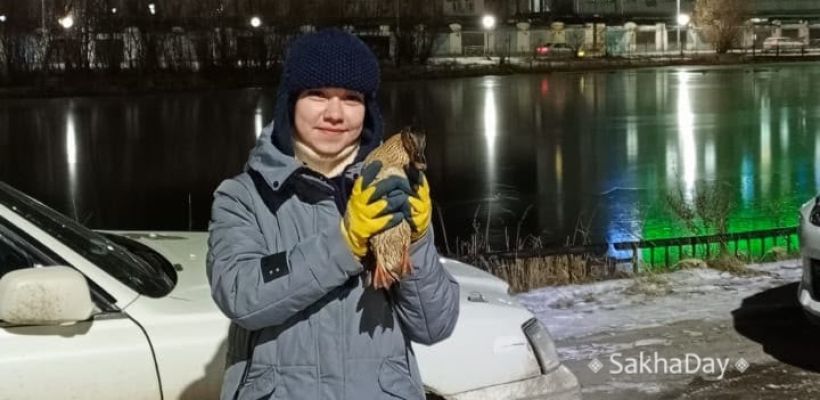 В Якутске спасли трех уток. Нужна помощь охотников