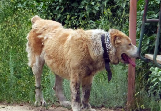 Заводчик собак в Якутске: в случаях нападения собак виноват только человек