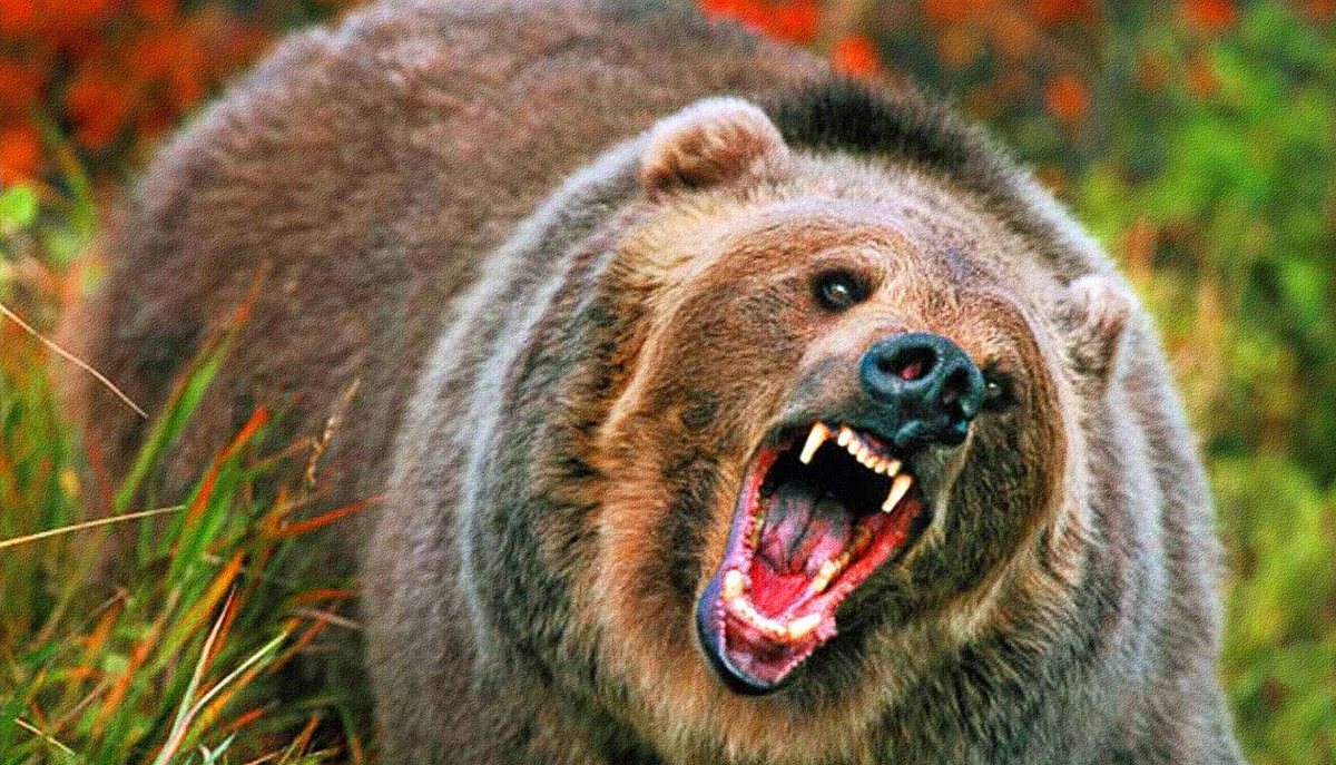 В Сунтарском улусе медведь напал на геологов