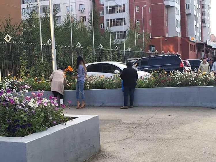 С клумб Якутска срывают цветы для букетов учителям