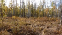 В Якутске запрещены поездки в лес