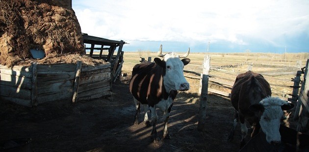 Якутский метод защиты дерева коровьей мочой может получить Шнобелевскую премию