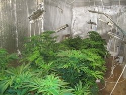 В Якутии мужчина выращивал коноплю в гараже