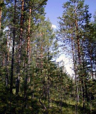 В Олекминске мужчина плутал четыре дня