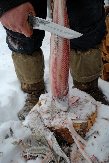 Как ловят рыбу на строганину в Якутии