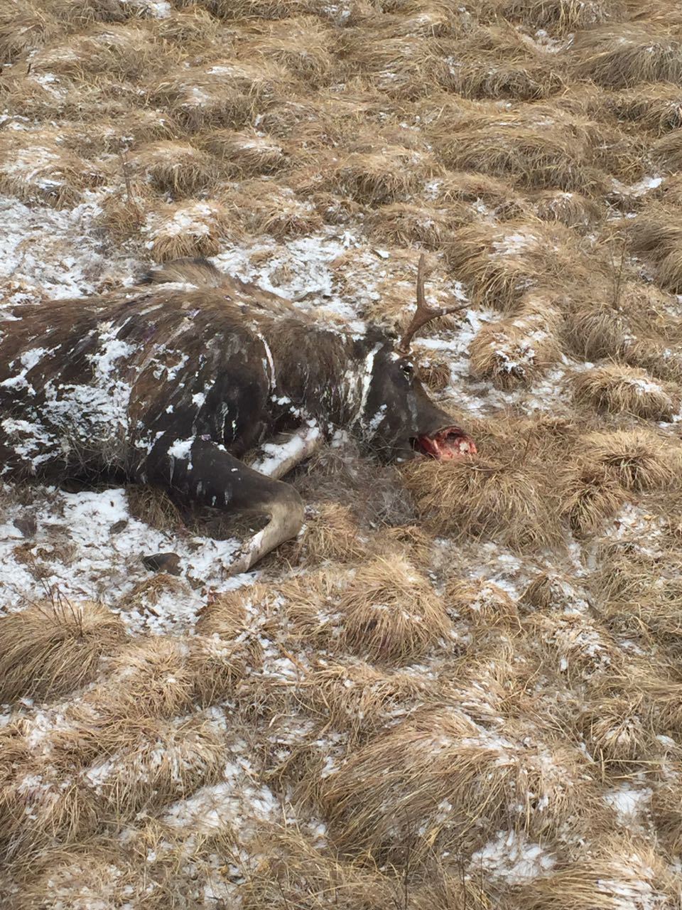 В Намском улусе выявлен факт незаконной охоты на лося