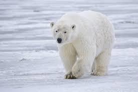 Белые медведи активизировались на побережье Якутии