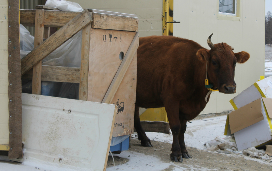 Активисты якутского отделения ОНФ проверили коровник в Арылахе