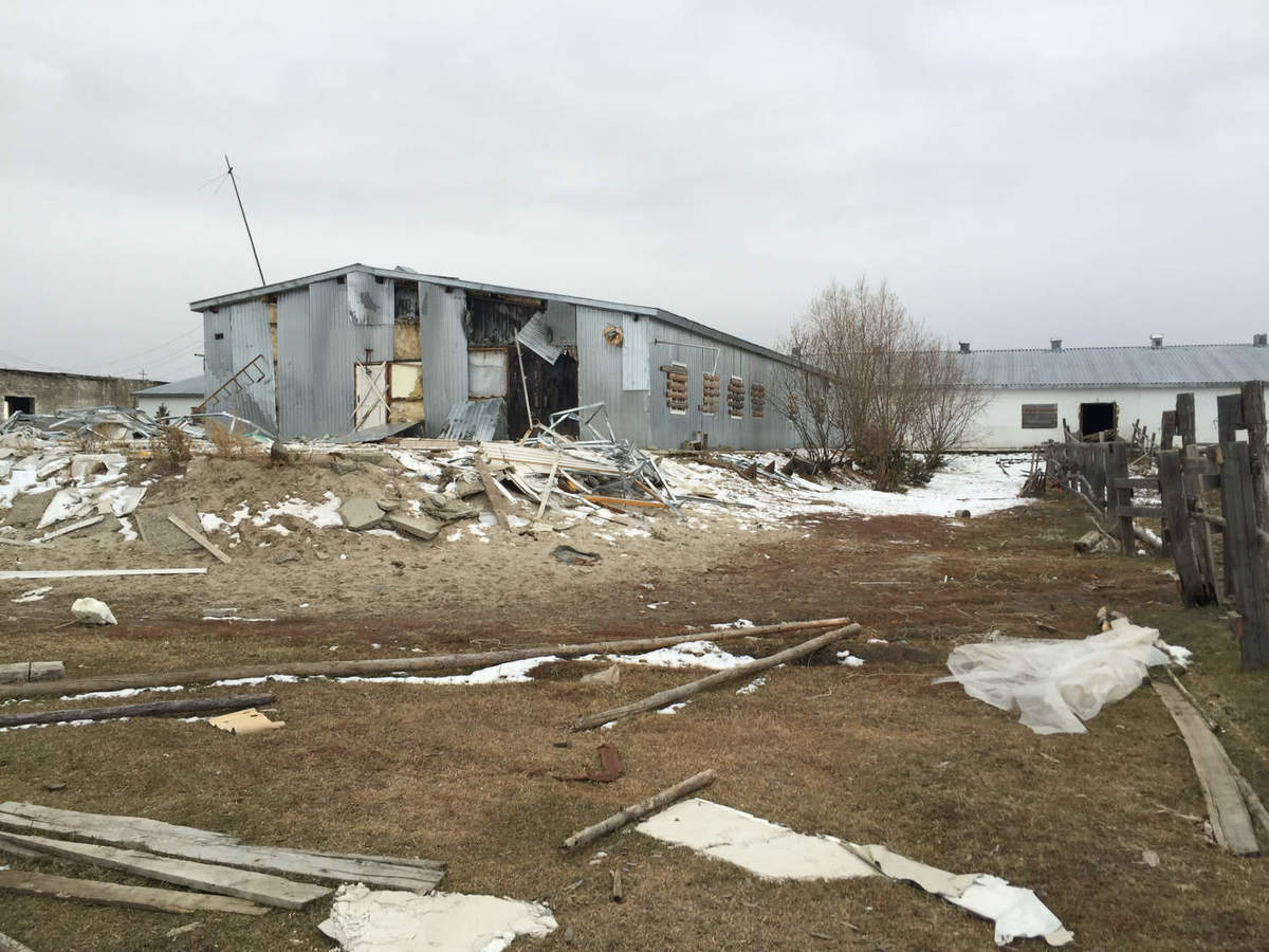 "Симментальские коровы из Модута давно забиты", - источник