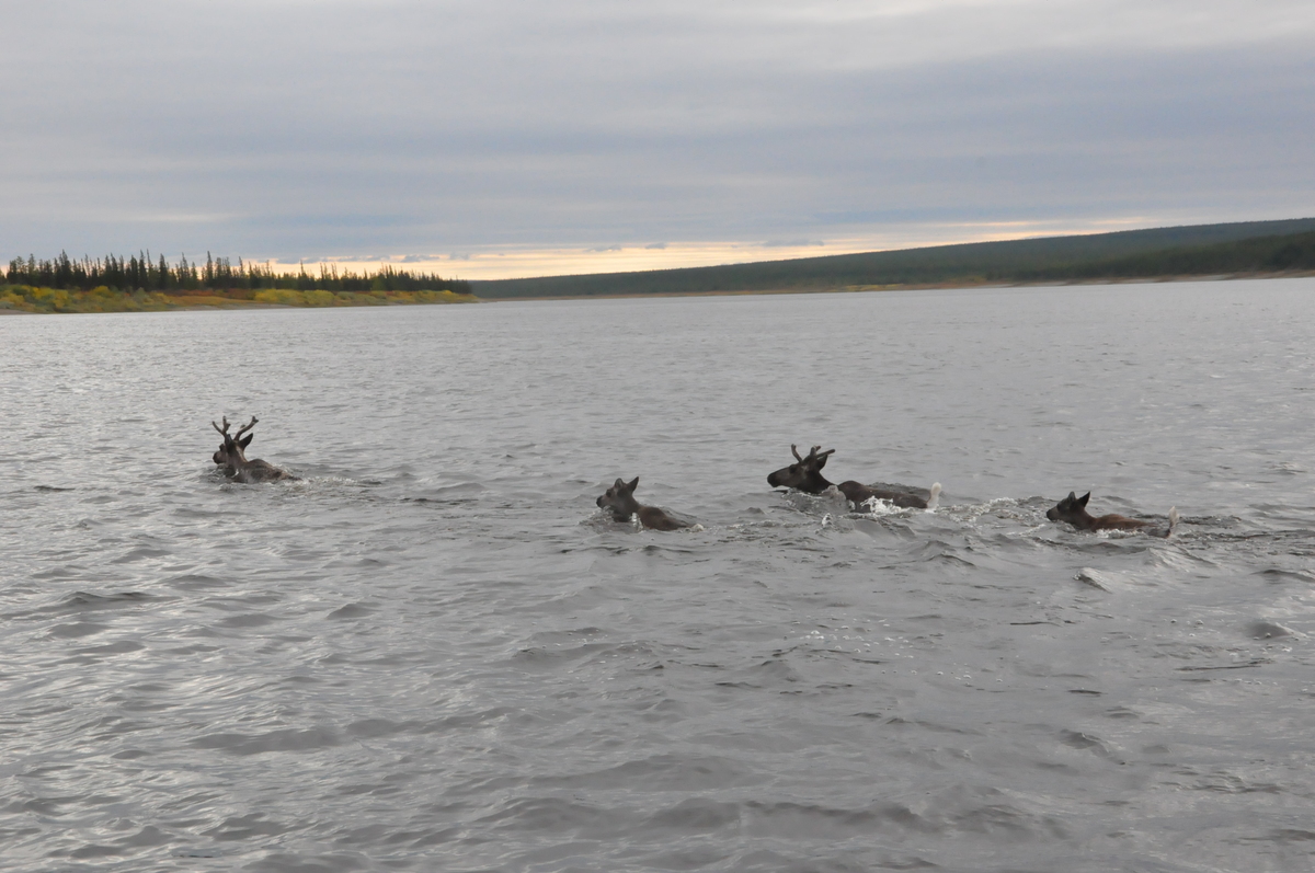 В трех районах республики наблюдается  миграция дикого северного оленя