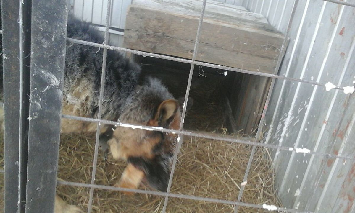Общественники обвинили работников пункта передержки в Якутске  в жестоком обращении с животными