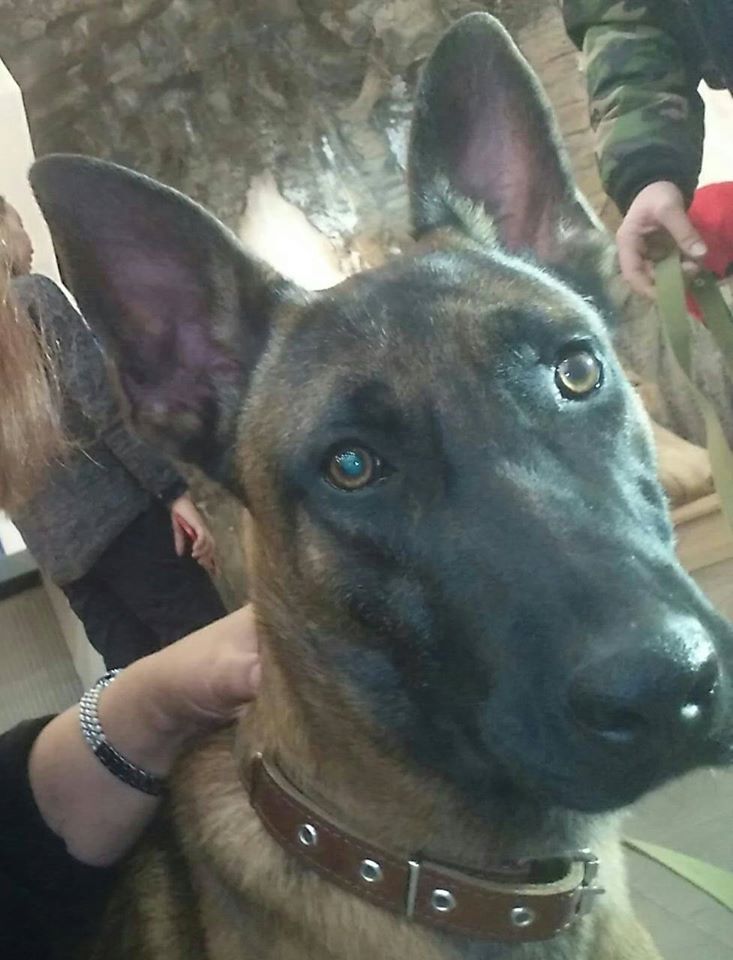 "Клоны - это не монстры или франкенштейны в собачьем обличии", - источник