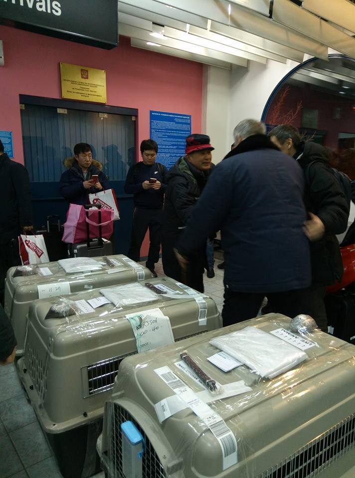 Клонированные собаки прибыли в Якутск