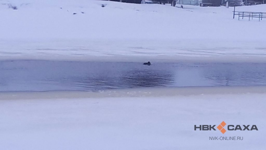 В Среднеколымском районе не могут забить лошадей из-за аномально теплой погоды